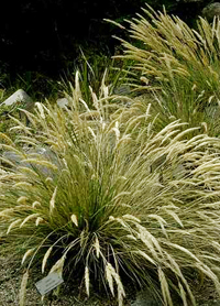 Calamagrostis foliosus